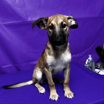 Oblivion -  Shepherd and Mixed Breed Dog for Adoption in North Myrtle Beach, South Carolina - Oblivion | PetCurious