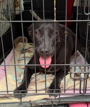 Mama -  Black Labrador Retriever Dog for Adoption in Sheboygan, Wisconsin - Mama | PetCurious