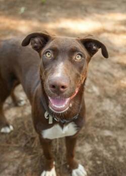 Mimosa 64761 -  Siberian Husky and Mixed Breed Dog for Adoption in Aiken, South Carolina - Mimosa 64761 | PetCurious
