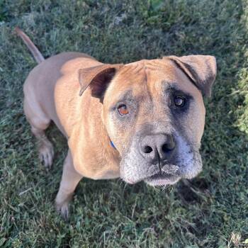 Sokka -  Rhodesian Ridgeback Dog for Adoption in Mount Vernon, Indiana - Sokka | PetCurious