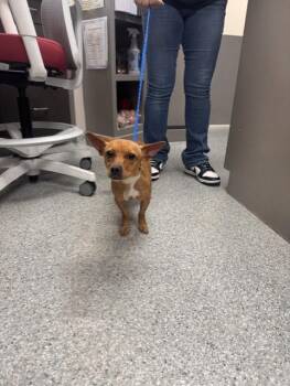 SKY -  Chihuahua and Mixed Breed Dog for Adoption in Pasadena, Texas - SKY | PetCurious