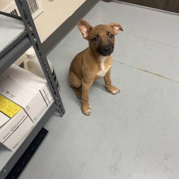 Mixed Breed Dogs Available for Adoption in Bismarck, North Dakota - Tan Puppy 5  Day Hold | PetCurious