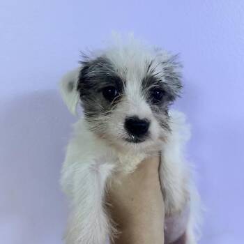 Happy Frog -  Terrier Dog for Adoption in Northbrook, Illinois - Happy Frog | PetCurious