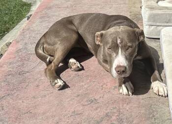 American Staffordshire Terrier Dogs Available for Adoption in Las Vegas, Nevada - Nova | PetCurious