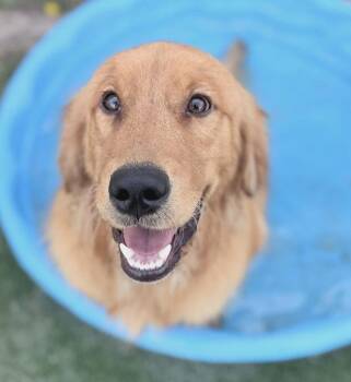Lambert -  Golden Retriever Dog for Adoption in Fruit Heights, Utah - Lambert | PetCurious