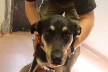 GIANT -  Mixed Breed Dog for Adoption in Columbia, South Carolina - GIANT | PetCurious