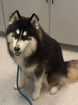 Goblin -  Alaskan Malamute and Siberian Husky Dog for Adoption in Frankfort, Kentucky - Goblin | PetCurious