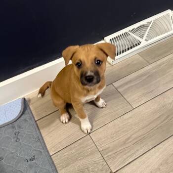 Terrier Dogs Available for Adoption in Plainfield, Illinois - Yogi | PetCurious