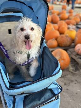 Rescue Wirehaired Terrier Dogs for Adoption in San Antonio, Texas - Ella | PetCurious