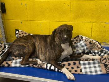 Rescue Mixed Breed Dogs for Adoption in Springfield, Ohio - Sabrina | PetCurious