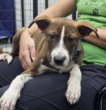 Scratchy the terrier mix puppy -  American Staffordshire Terrier and Boxer Dog for Adoption in Muskego, Wisconsin - Scratchy The Terrier Mix Puppy | PetCurious
