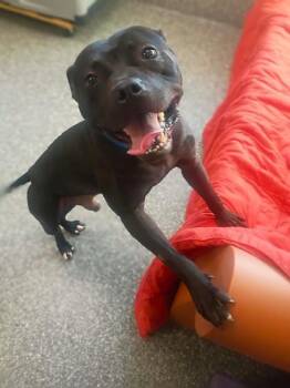 Marvin Martian -  Pit Bull Terrier and Mixed Breed Dog for Adoption in Westland, Michigan - Marvin Martian | PetCurious
