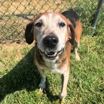Rescue Hound Dogs for Adoption in Millcreek, Utah - Gideon | PetCurious