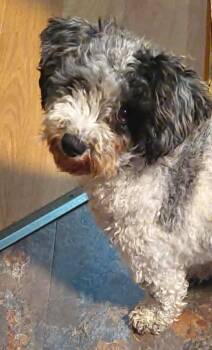 Sophie -  Miniature Poodle Dog for Adoption in Conesus, New York - Sophie | PetCurious