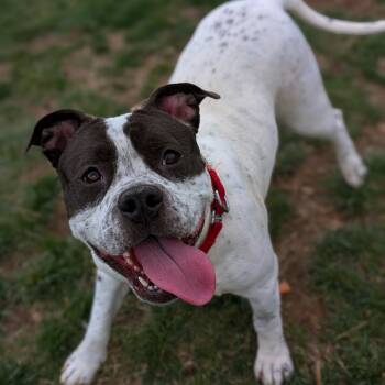 Rescue Terrier Dogs for Adoption in Waynesboro, Pennsylvania - Liberty | PetCurious