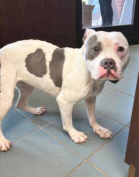 Ciabatta -  Mixed Breed Dog for Adoption in Nashville, Tennessee - Ciabatta | PetCurious