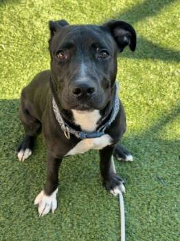 DUCE -  Mixed Breed Dog for Adoption in Dallas, Texas - DUCE | PetCurious