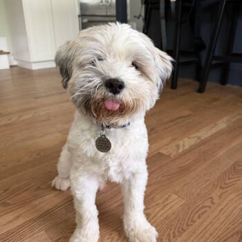 Havanese Dogs Available for Adoption in Rockville, Maryland - Charlie G. | PetCurious