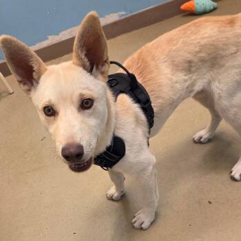 Maria -  Mixed Breed Dog for Adoption in Park City, Utah - Maria | PetCurious