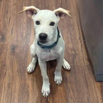 Buddy -  Mixed Breed Dog for Adoption in Yaphank, New York - Buddy | PetCurious