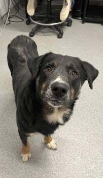 Woody  -  Mixed Breed Dog Available for Adoption in Moundsville, West Virginia - Woody  | PetCurious