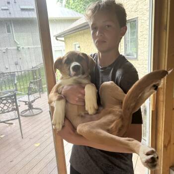 Elliott -  Shepherd and Labrador Retriever Dog for Adoption in Minneapolis, Minnesota - Elliott | PetCurious