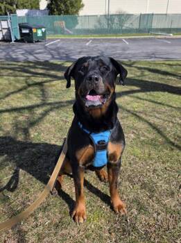 Rottweiler Dogs Available for Adoption in Westwood, New Jersey - Snow | PetCurious