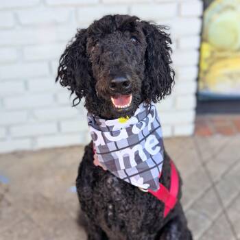 Standard Poodle Dogs Available for Adoption in Helena, Alabama - Tilly | PetCurious