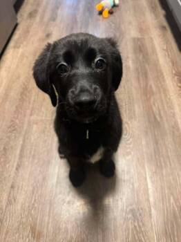 Sparkler -  Labrador Retriever Dog for Adoption in Irwin, Pennsylvania - Sparkler | PetCurious