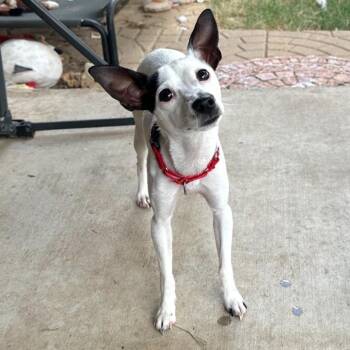 Romy -  Chihuahua and Terrier Dog for Adoption in Corpus Christi, Texas - Romy | PetCurious