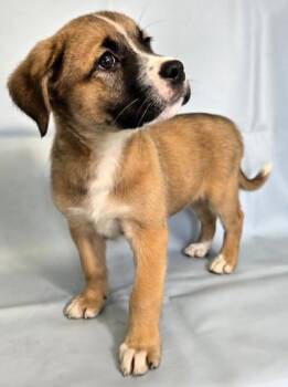 Avery -  Australian Shepherd and Bernese Mountain Dog Dog for Adoption in Morton Grove, Illinois - Avery | PetCurious