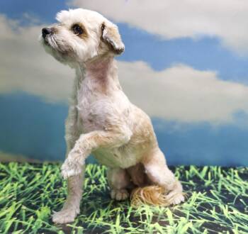 Lulu -  Shih Tzu Dog for Adoption in Casa Grande, Arizona - Lulu | PetCurious