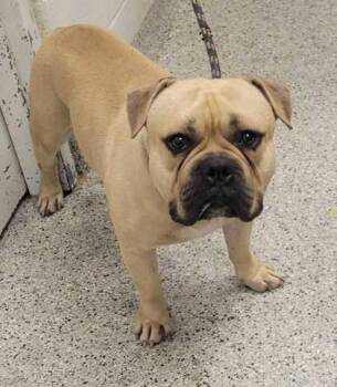Gru -  Pit Bull Terrier and English Bulldog Dog for Adoption in Kansas City, Missouri - Gru | PetCurious