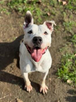Staffordshire Bull Terrier Dogs Available for Adoption in Torrance, California - Tinkerbell | PetCurious