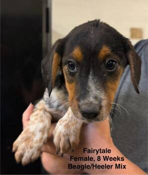 Fairytale -  Australian Cattle Dog Blue Heeler Dog for Adoption in Blue Springs, Missouri - Fairytale | PetCurious