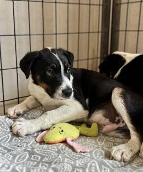 Zeke -  Australian Cattle Dog Blue Heeler Dog for Adoption in Thompson Falls, Montana - Zeke | PetCurious