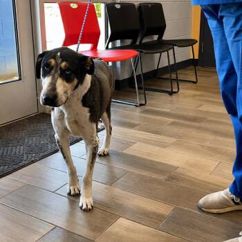 Coonhound and Husky Dogs Available for Adoption in Nevada, Missouri - Lilly Mae | PetCurious