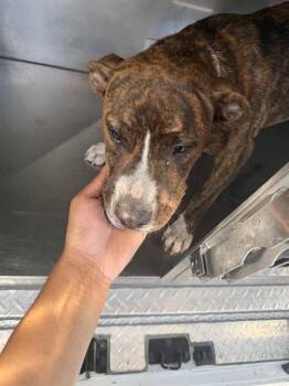 LEO -  Mixed Breed Dog for Adoption in Dallas, Texas - LEO | PetCurious