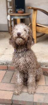 Buda -  Poodle Dog for Adoption in Pleasant Hill, California - Buda | PetCurious