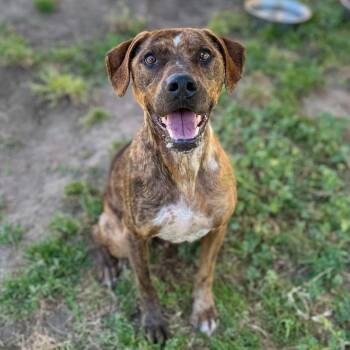 Tennessee Treeing Brindle and Plott Hound Dogs Available for Adoption in Stanwood, Washington - Brisbane - Sweet Boy | PetCurious