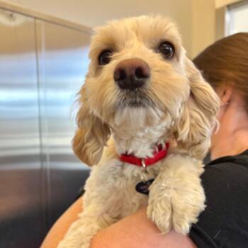 Cockapoo Dogs Available for Adoption - Boston | PetCurious