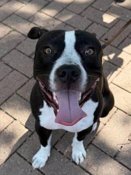 Coy -  Mixed Breed and Pit Bull Terrier Dog for Adoption in Austin, Texas - Coy | PetCurious