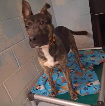 German Shepherd Dog Dogs Available for Adoption - Griffin | PetCurious