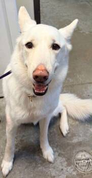 German Shepherd Dog Dogs Available for Adoption in Bowling Green, Kentucky - Casper | PetCurious