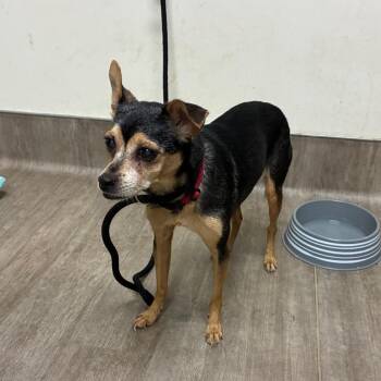 Tessa -  Chihuahua and Mixed Breed Dog for Adoption in Pasadena, California - Tessa | PetCurious