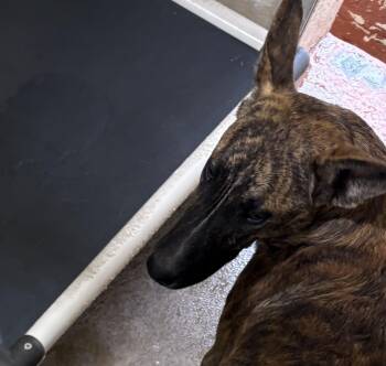 Rescue German Shepherd Dog Dogs for Adoption in Paris, Tennessee - Boogie | PetCurious