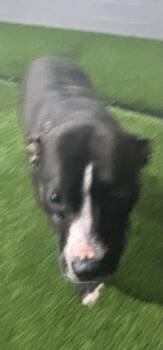 Mini -  Mixed Breed Dog for Adoption in West Chester, Pennsylvania - Mini | PetCurious