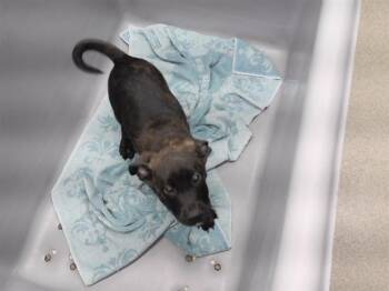 DYLAN MCDONALD -  Boxer and Mixed Breed Dog for Adoption in Omaha, Nebraska - DYLAN MCDONALD | PetCurious