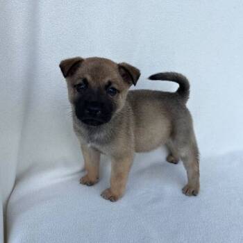 Rescue Shepherd Dogs for Adoption in Carencro, Louisiana - Mr. Peabody | PetCurious