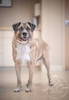 Colter -  Mixed Breed Dog for Adoption in Kalispell, Montana - Colter | PetCurious